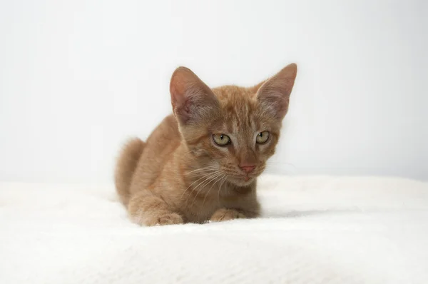 Pequeño gatito amarillo aislado sobre fondo blanco — Foto de Stock