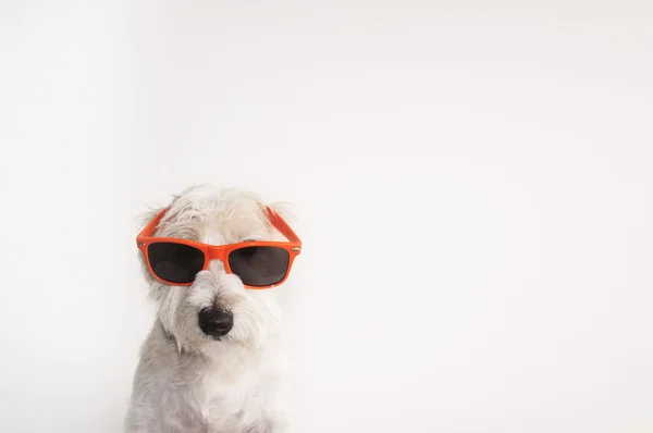 Tourné d'un chien Jack Russell Terrier avec des lunettes wayfarers — Photo