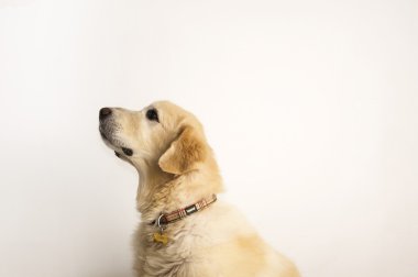 Golden Retriever izole, otururken yan yüz, profil. 