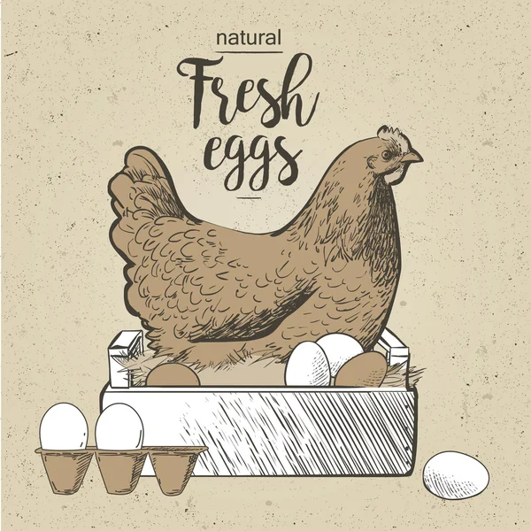 Κοτόπουλο και τα αυγά — Διανυσματικό Αρχείο