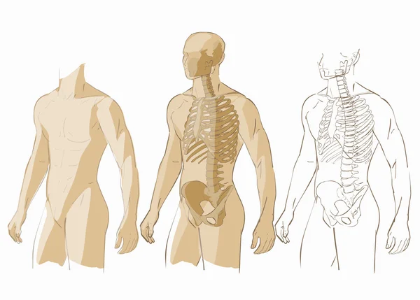 Cuerpo humano y esqueleto — Archivo Imágenes Vectoriales