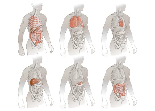 Ілюстрація людських органів — стоковий вектор