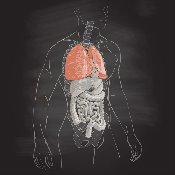 Illustrazione del polmone — Vettoriale Stock