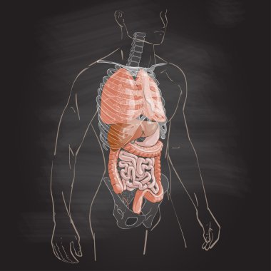 Iç Organ sistemi