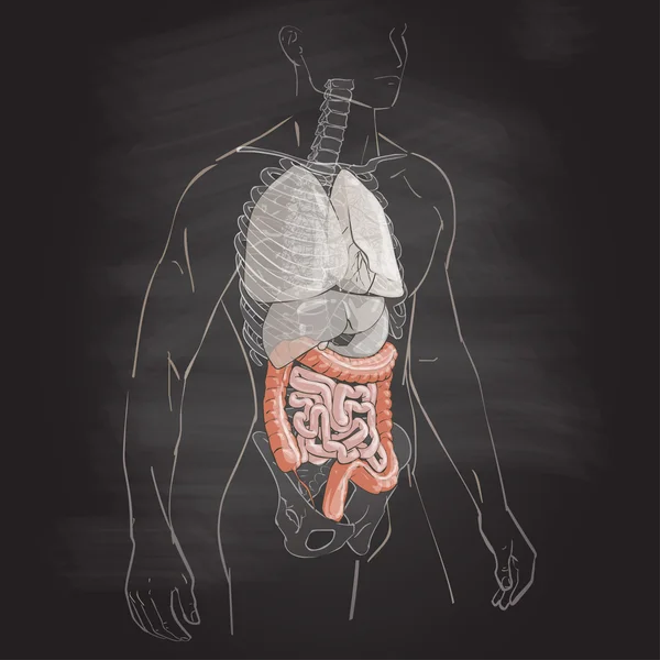Illustrazione del colon — Vettoriale Stock
