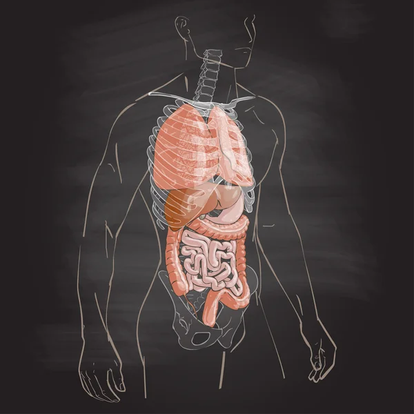 Inwendige organen systeem — Stockvector