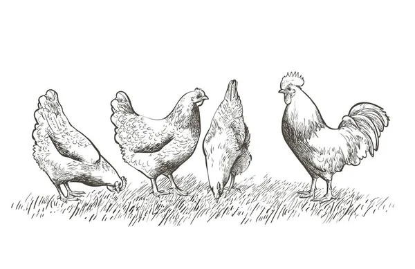 Gallina, gallina. Pollame, polli da carne, mangimi per animali da fattoria. Biglietto pasquale vintage. Design dell'imballaggio delle uova. Schizzo realistico, linea, silhouette, illustrazione incisione. — Vettoriale Stock