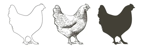 Huhn, Huhn, Vogel. Geflügel, Masthähnchen, Nutztierfütterung. Vintage-Osterkarte. Design von Eierverpackungen. Realistische Skizze, Linie, Silhouette, Gravierillustration. — Stockvektor