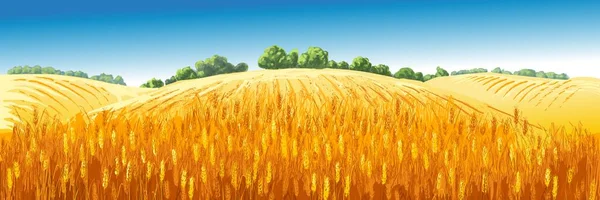 Vector rural verano paisaje un campo de trigo maduro en las colinas — Vector de stock
