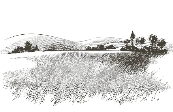 Vector, küçük tepelerdeki yeşil çim tarlasını çiziyor. Çayır, alkali, kül suyu, çayır, kulplu, lea, otlak, çiftlik. Kırsal manzara manzarası kırsal çayırların manzarası. resimleme — Stok Vektör