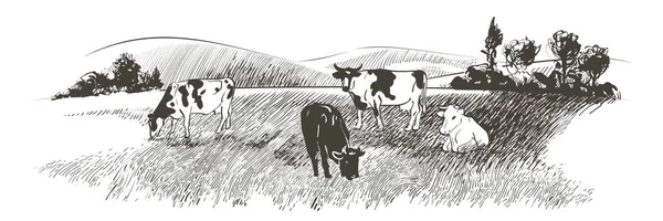 Vector esboço Campo de grama verde em pequenas colinas. Prado, álcalis, lixívia, prados, pommelo, lea, pasto, fazenda. Paisagem rural panorama paisagístico das pastagens rurais. Ilustração — Vetor de Stock