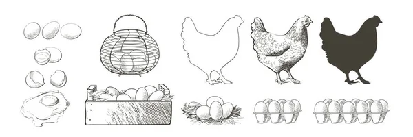 Chicken, hen bird. Poultry, broiler, farm animal feeding. Vintage Easter card. Egg packaging design. Realistic sketch, line, silhouette, engraving illustration. — Stock Vector