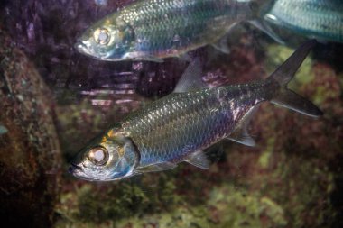 Bilimsel adı Megalops cyprinoides olan Hint-Pasifik ay balığının yakın çekim görüntüsü.