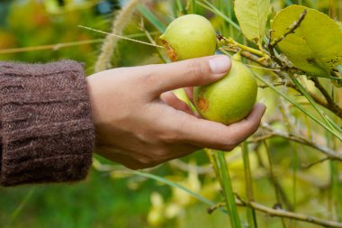 Ağaçta yeşil limon meyvesi tutan bir elin yakın çekimi hasat sürecini gösteriyor..