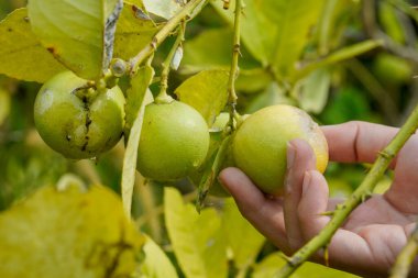 Ağaçta yeşil limon meyvesi tutan bir elin yakın çekimi hasat sürecini gösteriyor..