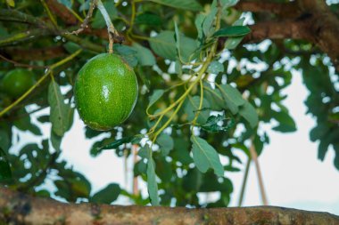 Arka planda yeşil yaprakların arasında sallanan avokado meyvesi yağmurdan gelen su lekeleriyle bulanık..