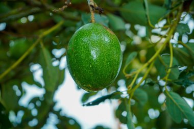 Arka planda yeşil yaprakların arasında sallanan avokado meyvesi yağmurdan gelen su lekeleriyle bulanık..