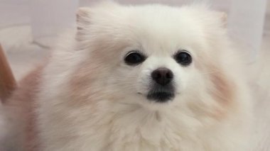 Küçük tüylü köpek yavrusu beyaz krem rengi kameraya sevimli bir bakışla bakıyor. Pomeranya cinsi Spitz şakacı bir şekilde kanepede oturur. Hayvanlar insanların dostudur.