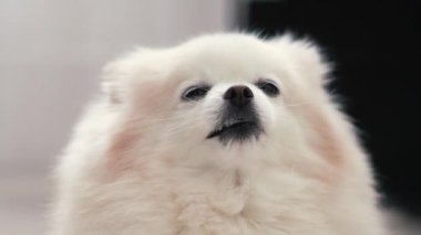 Küçük tüylü köpek yavrusu beyaz krem rengi kameraya sevimli bir bakışla bakıyor. Pomeranya cinsi Spitz şakacı bir şekilde kanepede oturur. Hayvanlar insanların dostudur.