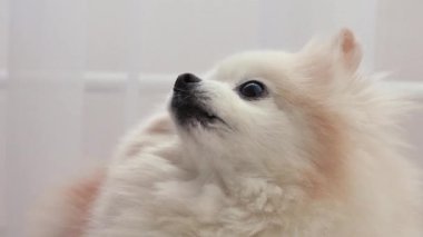 Küçük tüylü köpek yavrusu beyaz krem rengi kameraya sevimli bir bakışla bakıyor. Pomeranya cinsi Spitz şakacı bir şekilde kanepede oturur. Hayvanlar insanların dostudur.