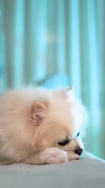 Genç bir kız, güzel bir kadın evde yoga yapıyor. Kas tonlama, vücut esneme ve meditasyon egzersizleri. Özbakım, güzellik, gençlik ve sağlık. Spor ve ısınma egzersizleri..