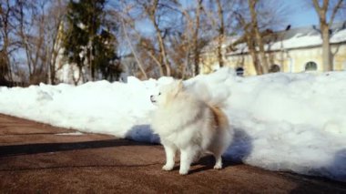 Küçük tüylü bir köpek yavrusu kış sabahı karlı bir parkta oynar. Güneşli bir günde açık havada Pomeranya köpeği. Küçük bir arkadaş..