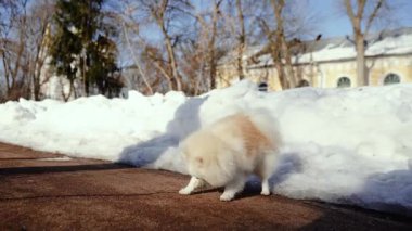 Küçük tüylü bir köpek yavrusu kış sabahı karlı bir parkta oynar. Güneşli bir günde açık havada Pomeranya köpeği. Küçük bir arkadaş..