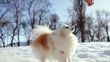 Küçük tüylü bir köpek yavrusu kış sabahı karlı bir parkta oynar. Güneşli bir günde açık havada Pomeranya köpeği. Küçük bir arkadaş..