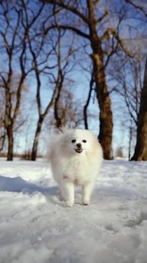 Küçük tüylü bir köpek yavrusu kış sabahı karlı bir parkta oynar. Güneşli bir günde açık havada Pomeranya köpeği. Küçük bir arkadaş..
