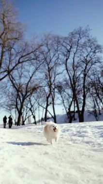 Küçük tüylü bir köpek yavrusu kış sabahı karlı bir parkta oynar. Güneşli bir günde açık havada Pomeranya köpeği. Küçük bir arkadaş..