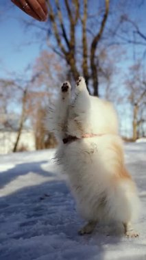 Küçük tüylü bir köpek yavrusu kış sabahı karlı bir parkta oynar. Güneşli bir günde açık havada Pomeranya köpeği. Küçük bir arkadaş..