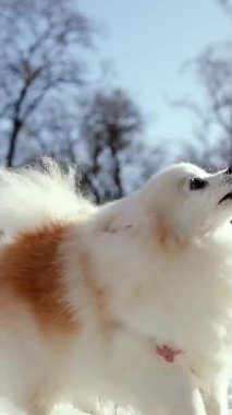 Küçük tüylü bir köpek yavrusu kış sabahı karlı bir parkta oynar. Güneşli bir günde açık havada Pomeranya köpeği. Küçük bir arkadaş..