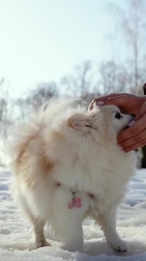 Küçük tüylü bir köpek yavrusu kış sabahı karlı bir parkta oynar. Güneşli bir günde açık havada Pomeranya köpeği. Küçük bir arkadaş..