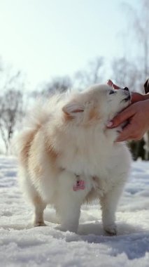Küçük tüylü bir köpek yavrusu kış sabahı karlı bir parkta oynar. Güneşli bir günde açık havada Pomeranya köpeği. Küçük bir arkadaş..
