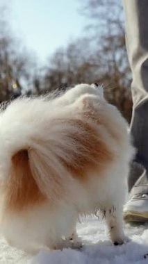 Küçük tüylü bir köpek yavrusu kış sabahı karlı bir parkta oynar. Güneşli bir günde açık havada Pomeranya köpeği. Küçük bir arkadaş..