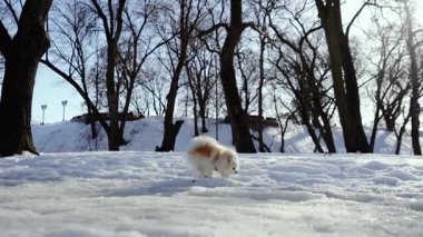 Küçük tüylü bir köpek yavrusu kış sabahı karlı bir parkta oynar. Güneşli bir günde açık havada Pomeranya köpeği. Küçük bir arkadaş..