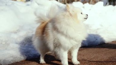 Küçük tüylü bir köpek yavrusu kış sabahı karlı bir parkta oynar. Güneşli bir günde açık havada Pomeranya köpeği. Küçük bir arkadaş..