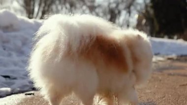 Küçük tüylü bir köpek yavrusu kış sabahı karlı bir parkta oynar. Güneşli bir günde açık havada Pomeranya köpeği. Küçük bir arkadaş..