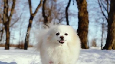Küçük tüylü bir köpek yavrusu kış sabahı karlı bir parkta oynar. Güneşli bir günde açık havada Pomeranya köpeği. Küçük bir arkadaş..