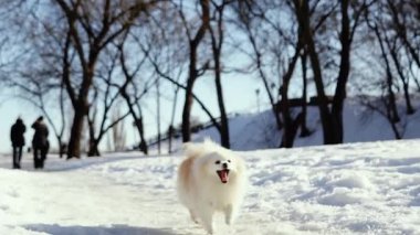 Küçük tüylü bir köpek yavrusu kış sabahı karlı bir parkta oynar. Güneşli bir günde açık havada Pomeranya köpeği. Küçük bir arkadaş..