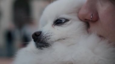 Küçük şirin Pomeranya Spitz baharda sahibiyle birlikte dışarıda yürüyüş yapıyor. Oyuncu köpek emirlere uyar ve çimenlerde oynar.