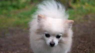 Ormanda yürüyüş yapan sevimli bir Pomeranya köpeği. Komik, sevimli bir köpek insanın en iyi dostudur.