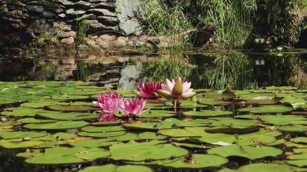Waterlelies in het water — Stockvideo
