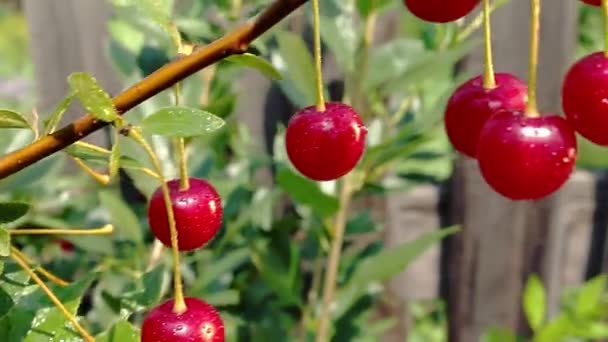 Cherry on a stick — Stock Video