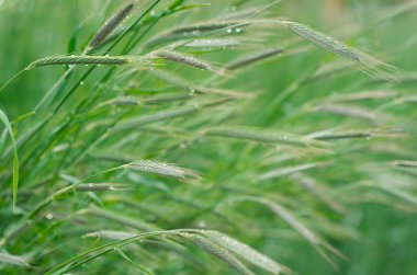 Çavdar alan. Seçici odak, doğa arka plan