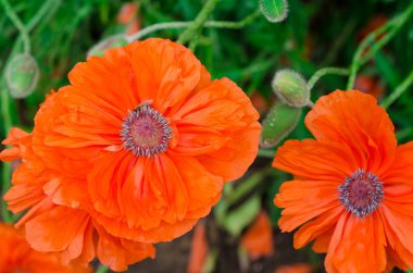 Parlak kırmızı mısır tarlası Yazın gelincik çiçekleri