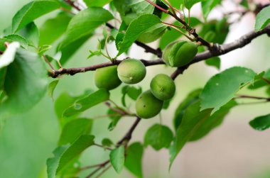 Yeşil erik yaprakları arka plan