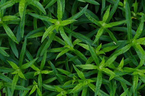 Green bush leaves wall background