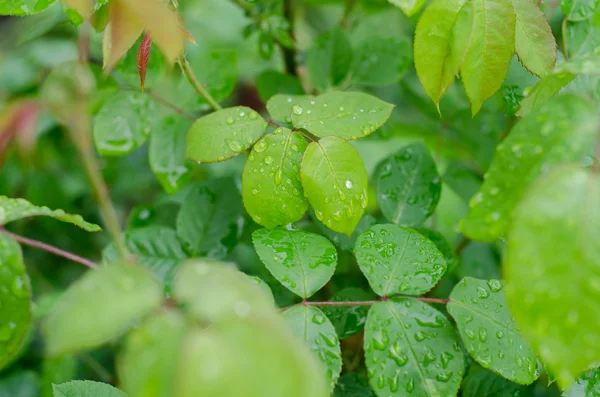 yeşil yapraklar arkaplan