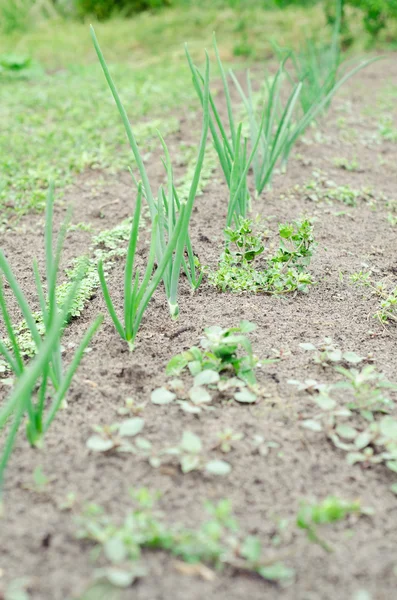 Büyüyen soğan Mevsimlik arka plan